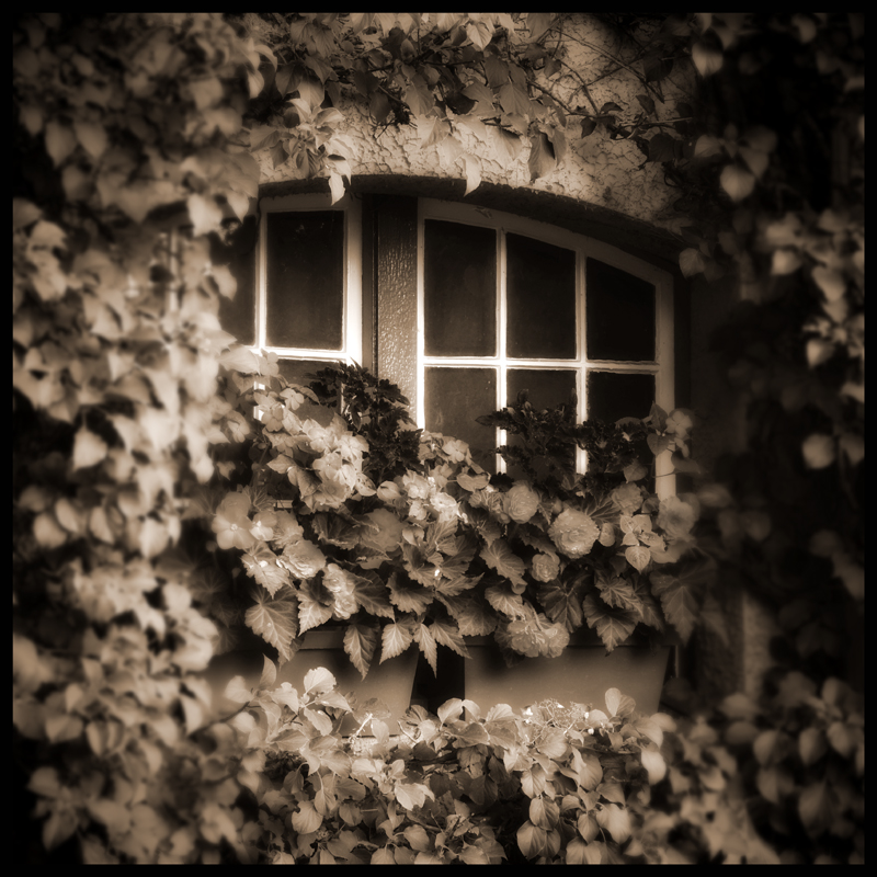 untitled (window ivy)