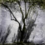 untitled (tree shadow color)