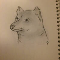 Shiba sketch