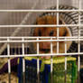 My Hamster 4