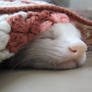 A Ferret Nap 2