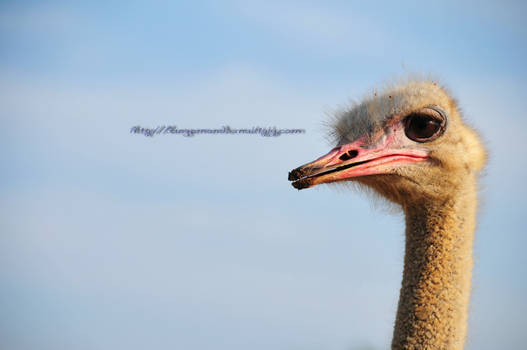 d'ostrich