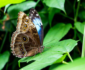 Butterfly 5