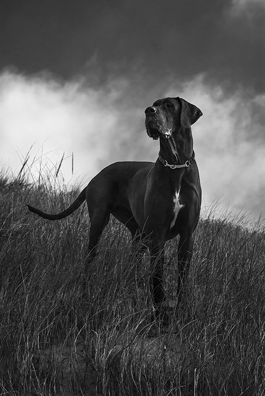 Bibi the Great Dane