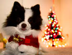 Widgette in the holiday spirit by ChristianRagunton