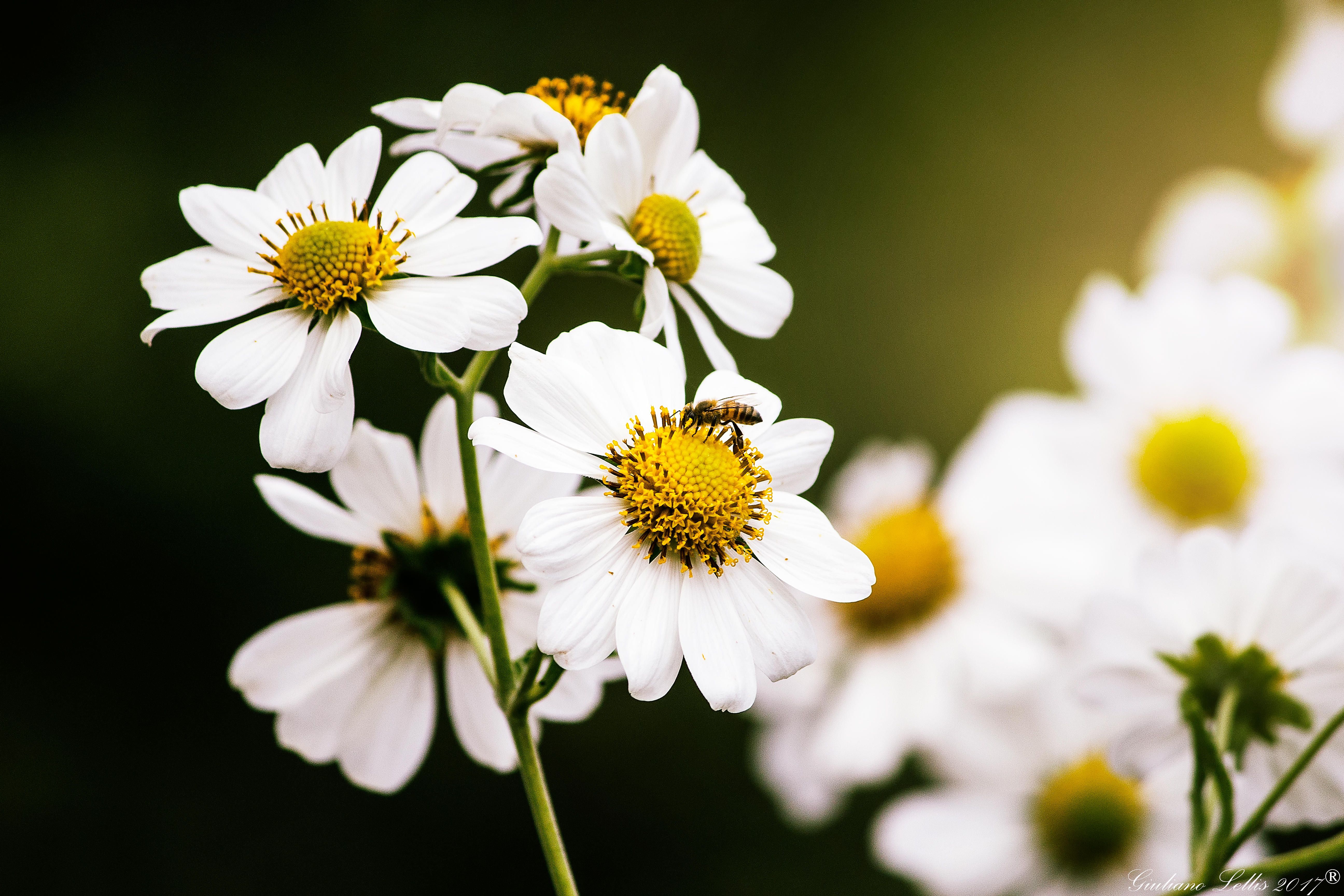 More Flowers