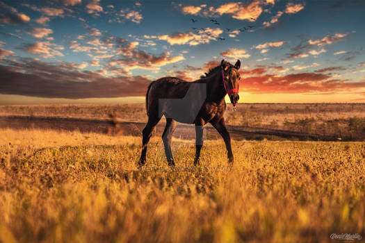 Horse In The Middle Of The Field