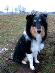 Akiras first snow