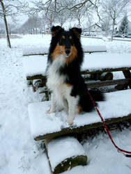 Snowy day with akira