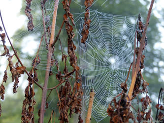 Spider's Web