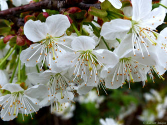 White Flower