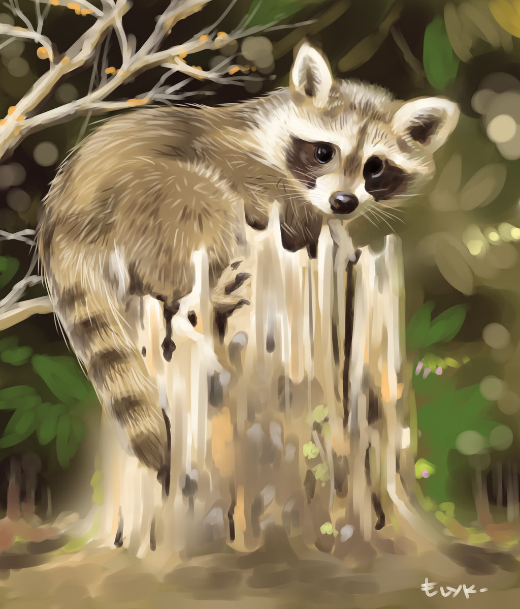 Raccoon by Art-of-Kyle-Tristan on DeviantArt