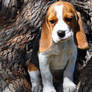 Rusty Beagle