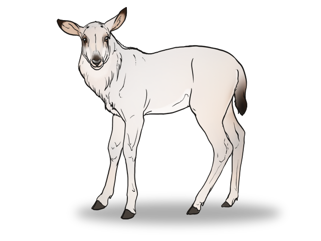 White Sable antelope fawn by SheduMaster on DeviantArt White Sable antelope fawn by SheduMaster on DeviantArt