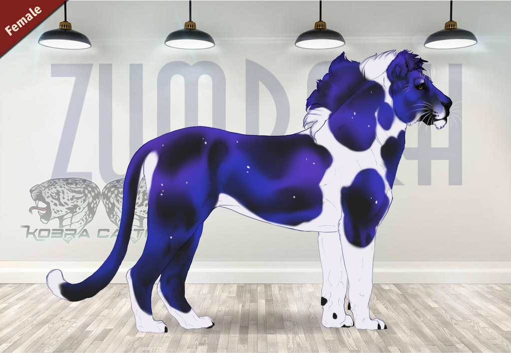 Delphinus Riddle KC Delphinus 35386 by SheduMaster on DeviantArt