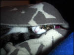 You can't see me by Golubaja