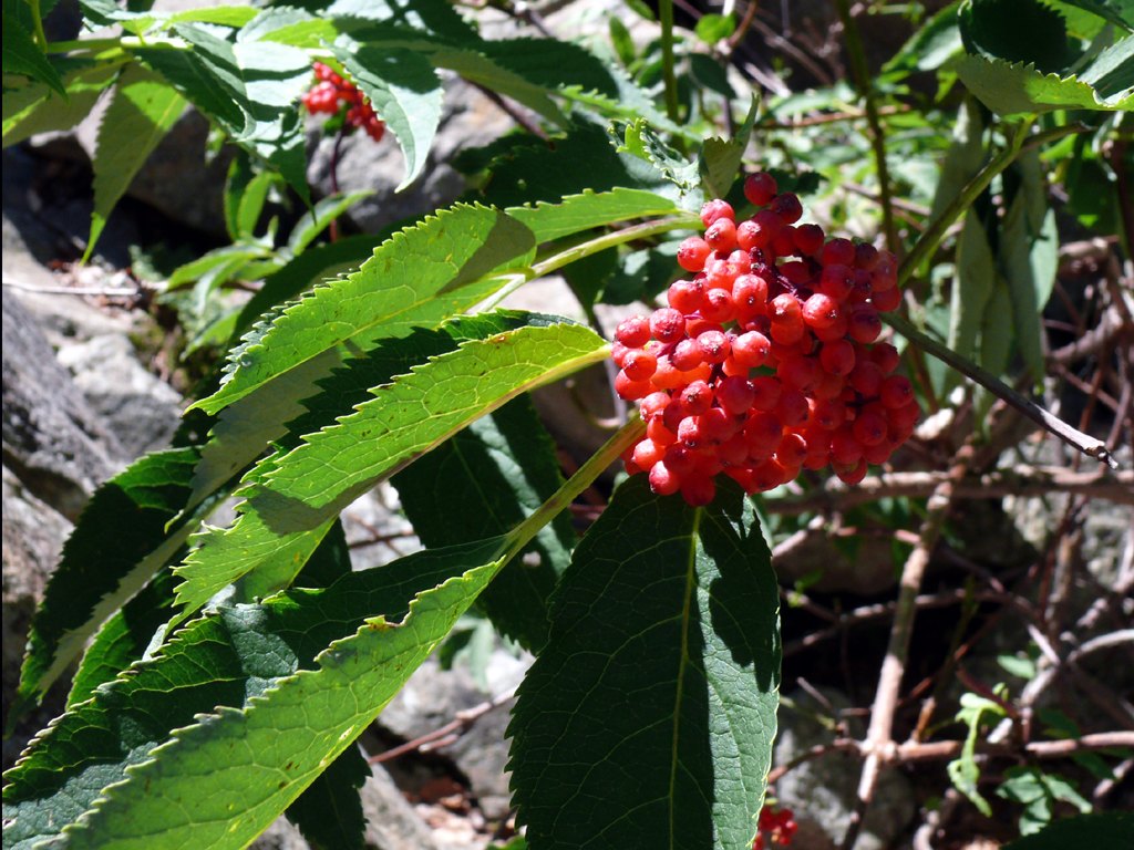 Red berries