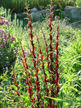 Blood Thorns #5