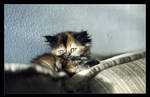 My little kitties - 4 by Golubaja