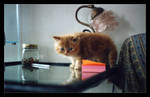 My little kitties - 6 by Golubaja