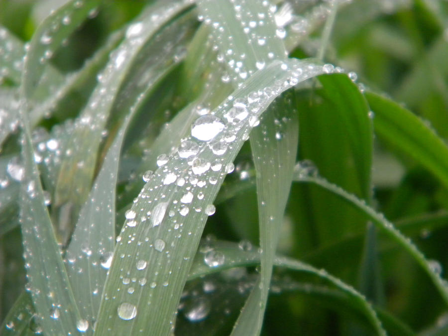 Drops of rain in the grass