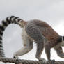 Ring-Tailed Lemur