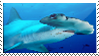 Hammerhead Shark Stamp by kailor