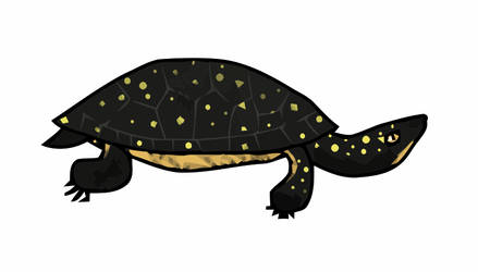 Spotted Turtle