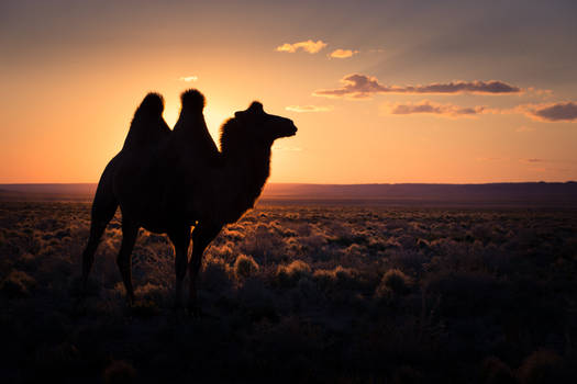 desert sunset