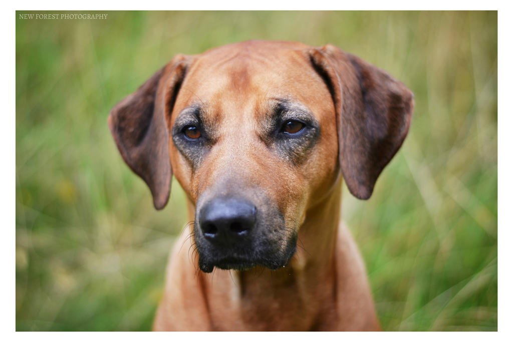 Rhodesian Ridgeback portrait by NewForestPhotography on DeviantArt