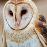 Barn Owl