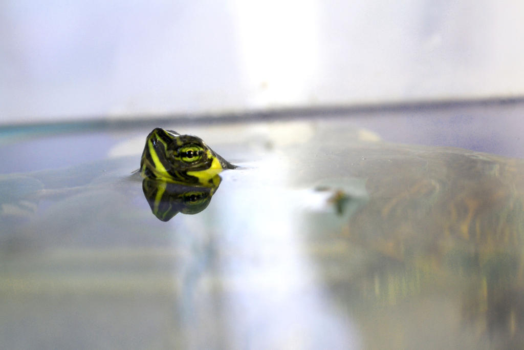 Smitten Turtle My sweety turtle :3 by KoiNami on DeviantArt