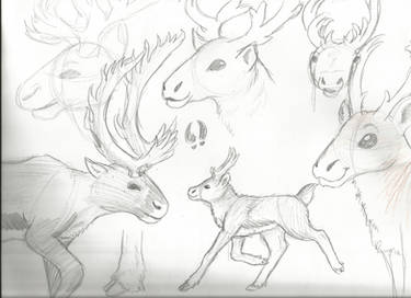 Caribou Studies