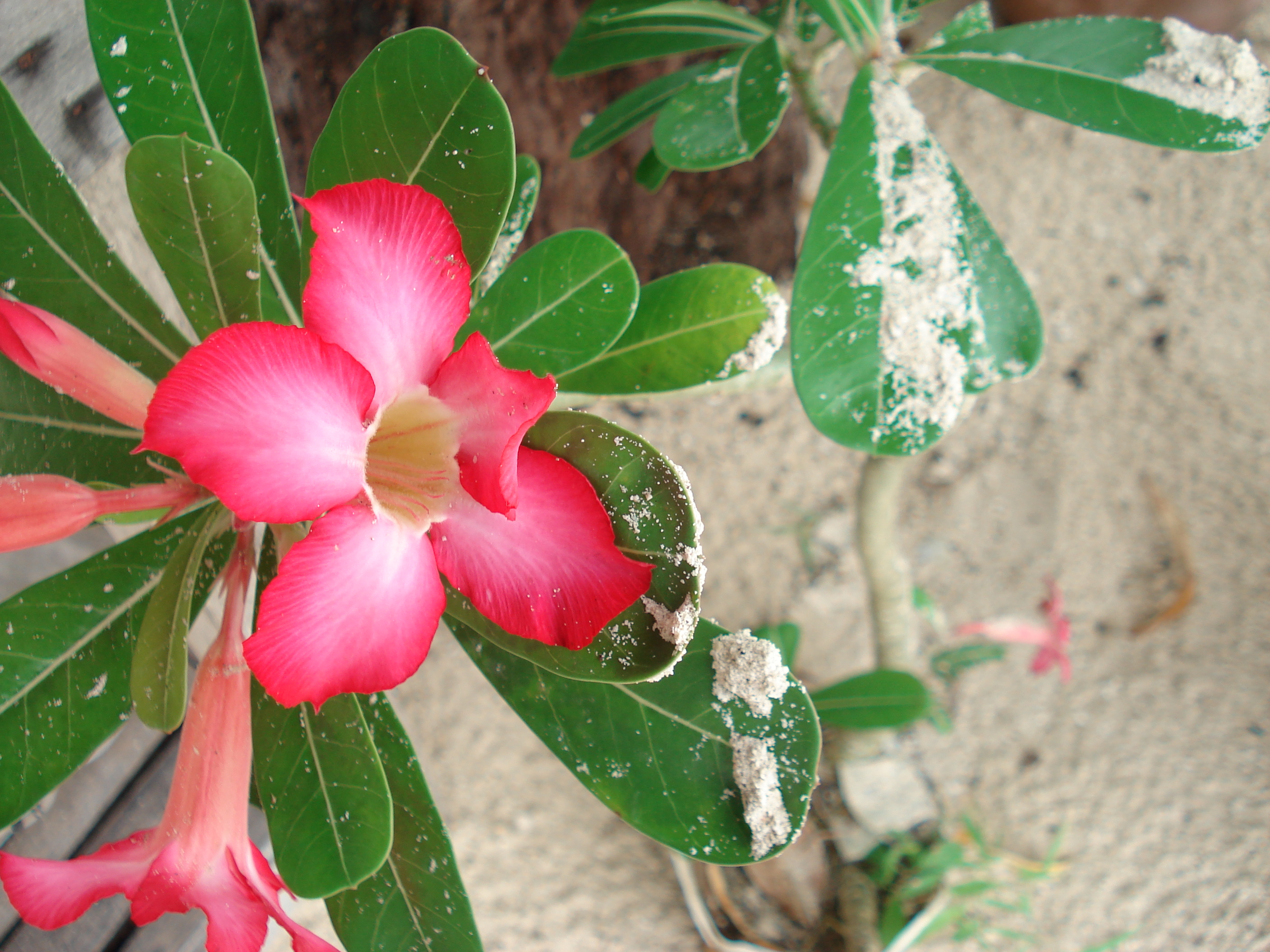 Pink Flower