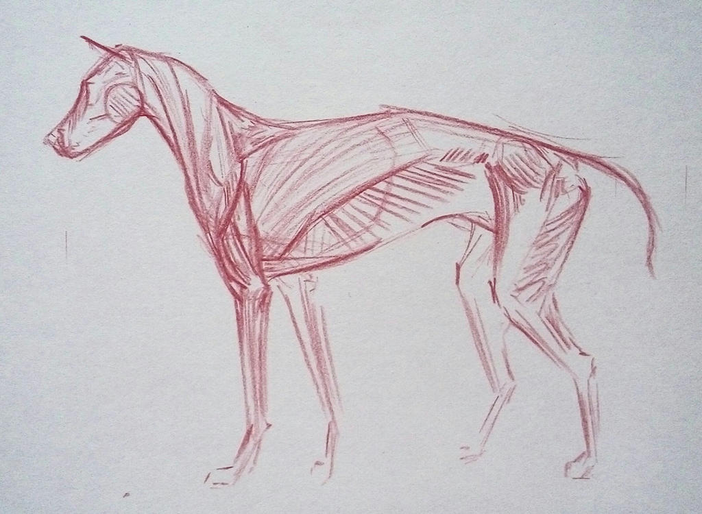Animals. Muscle Deviantart muscles by WhiteLiesArt on DeviantArt