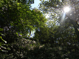 Sun Through the Trees