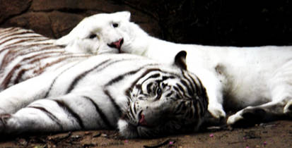 White Tigers