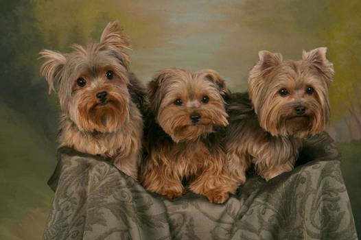 Yorkie Obsession
