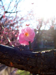 Spring at NCState