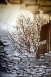 puddle trees