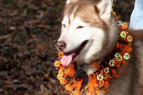 Halloween Husky