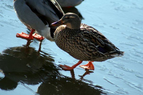 Walk on Ice