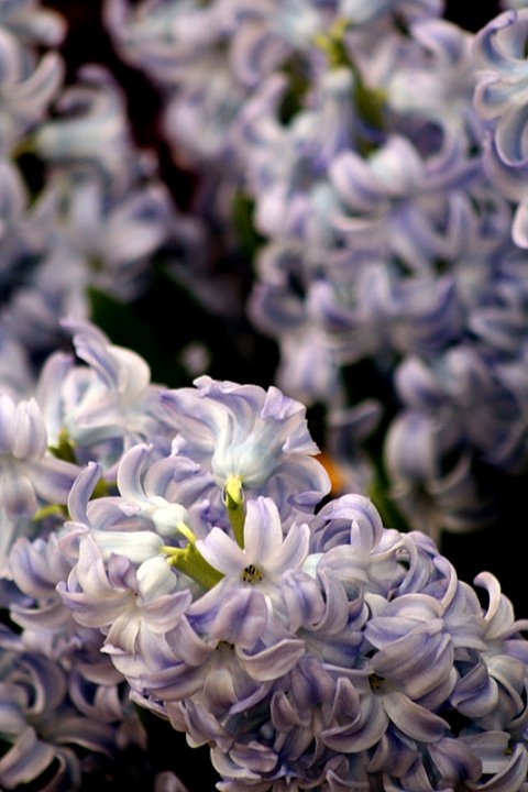 Dazzling Hyacinths