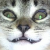 Derpy cat icon