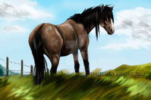 paint of a horse