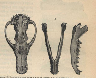 Thylacine skull stock by jennarotancrede