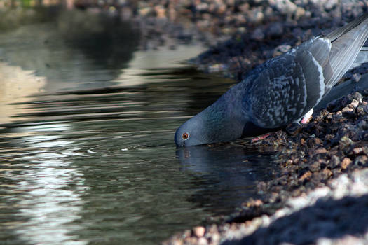 Thirsty Pigeon