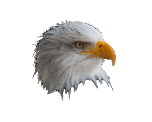 Geometric bald eagle