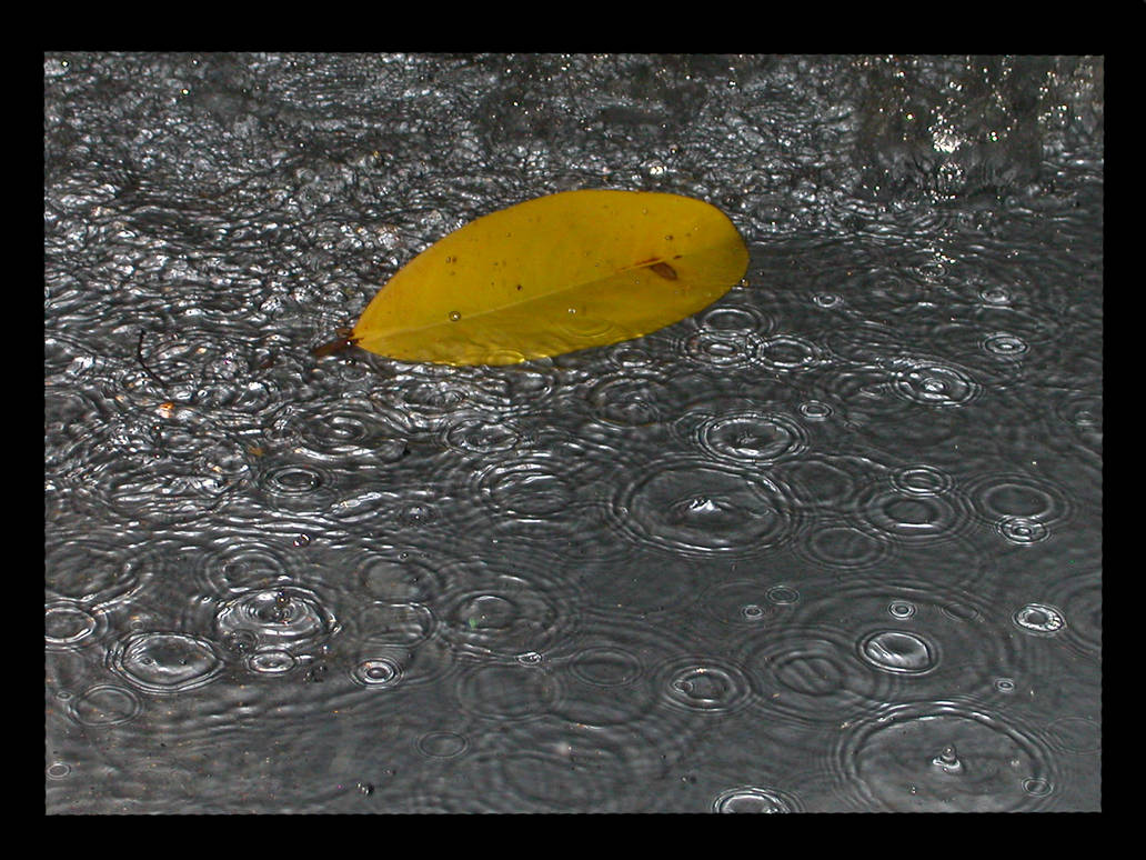 The Lone Leaf by Kyra-Wolf