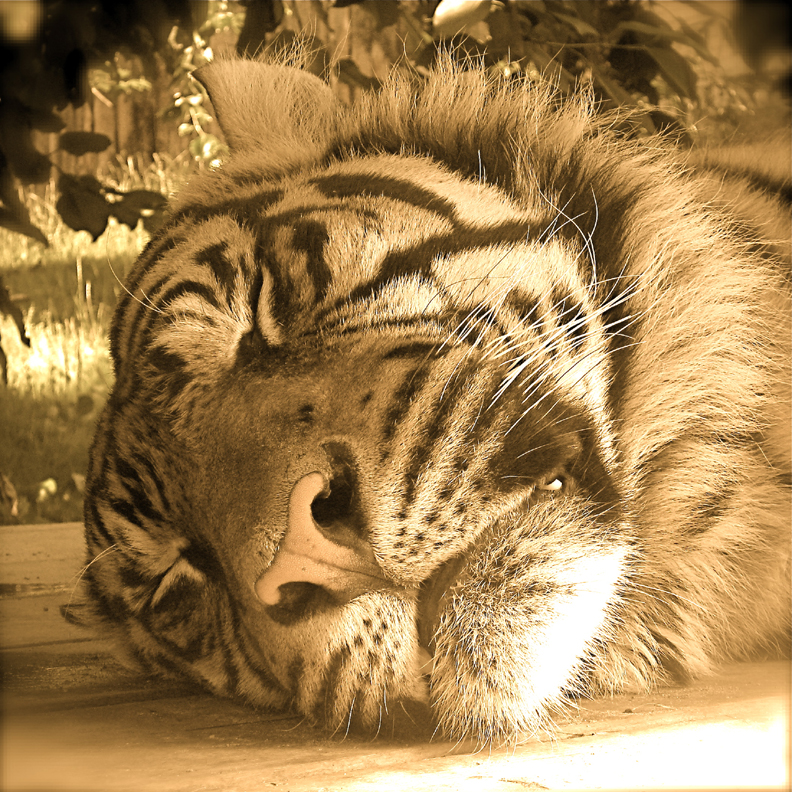 sleeping tiger